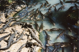 Alligator Farm